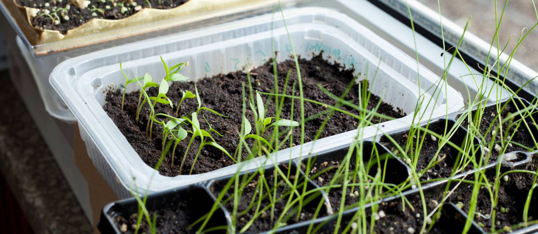 Jardinage : le b.a.-ba de la préparation des semis